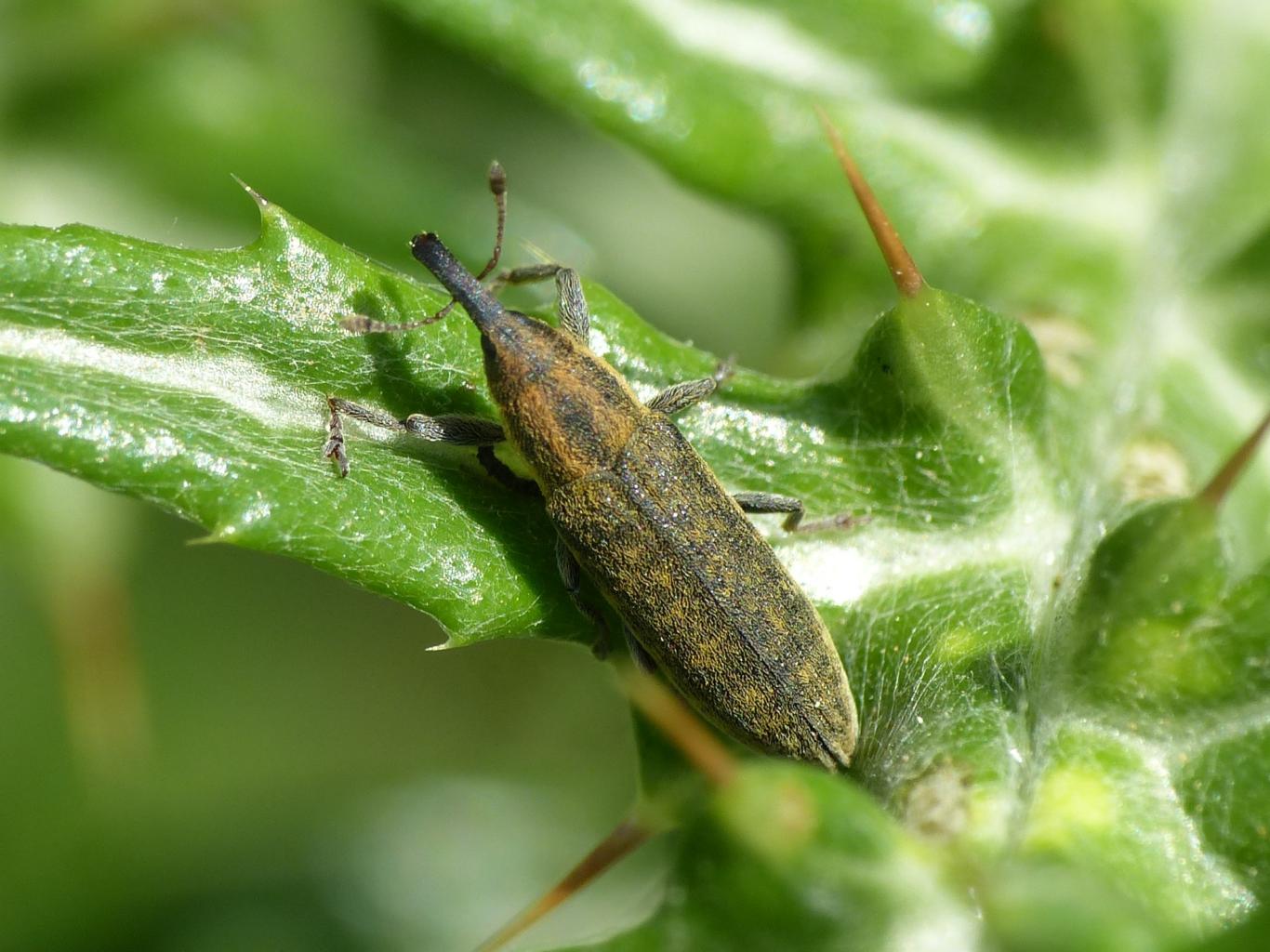 Piccolo Lixus (?) su cardo - Lixus filirostris